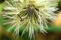  Cypselae with pappus